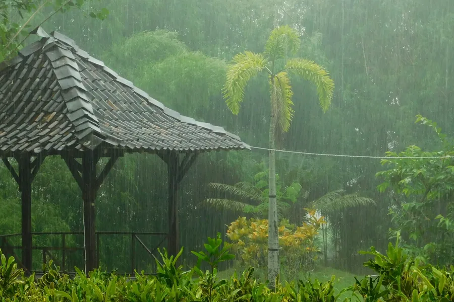 Illustration for What Rainy Season Actually Looks Like on the Ground